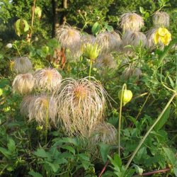 tangutica Lambton Park