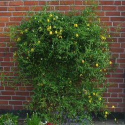 tangutica Lambton Park