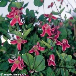 texensis 'Etoile Rose'