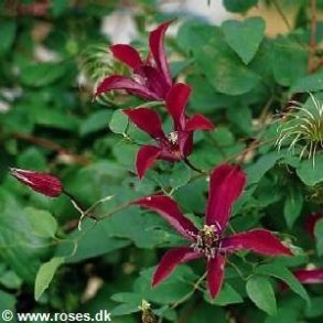 texensis 'Gravetye Beauty'