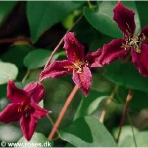 texensis 'Ladybird Johnson'