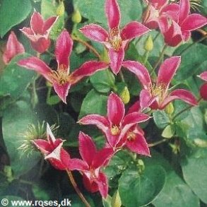 texensis 'The Princess of Wales' ('Princess Diana')