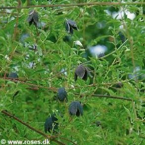 tibetana 'Black Tibet'