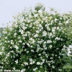 Clematis viticella 'Alba Luxurians'