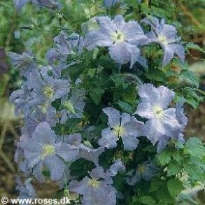 viticella 'Blue Angel' (Blekidny Aniol)