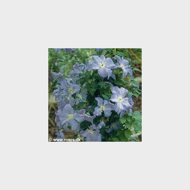 Clematis viticella 'Blue Angel' (Blekidny Aniol)