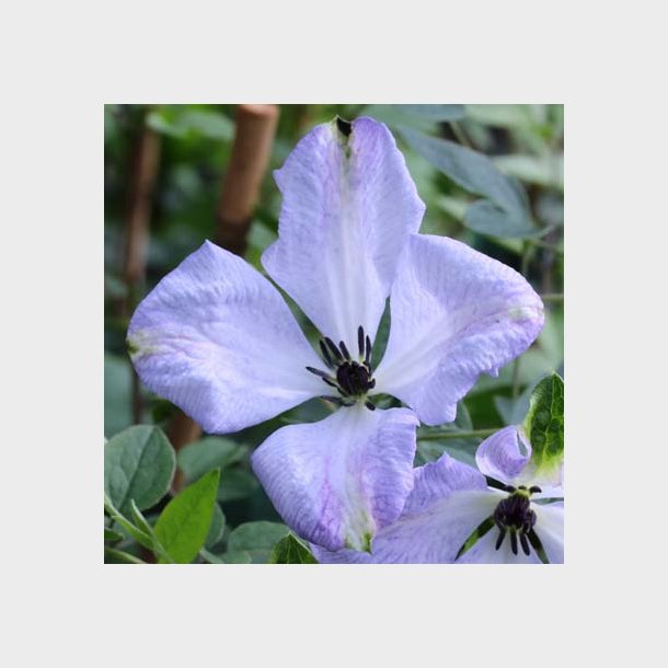 Clematis viticella Luxuriant Blue