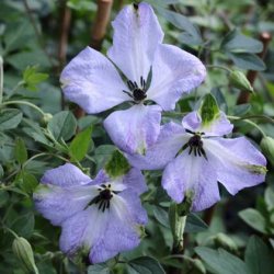 viticella Luxuriant Blue