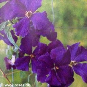 viticella 'Polish Spirit'