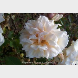 Cloth of Gold (Chromatella)