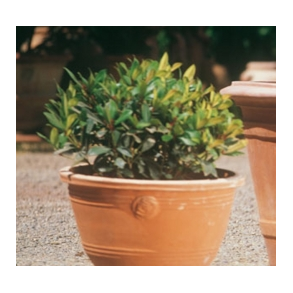 Conca con rosette - 40 H32