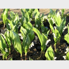 Convallaria majalis - Liljekonval