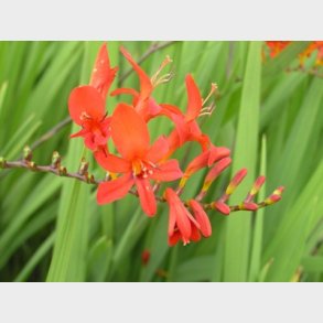 Crocosmia hybrid 'Lucifer' - Montbretia