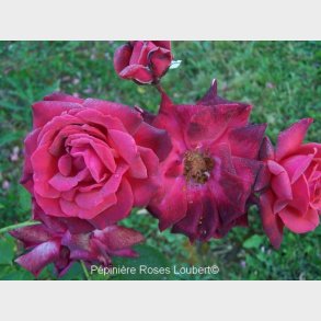 Danse de Feu (Spectacular)