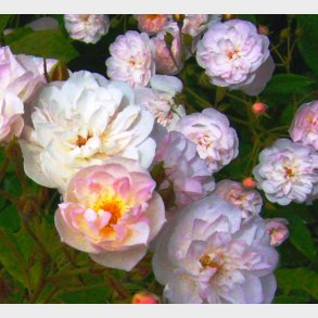Dentelles des Malines