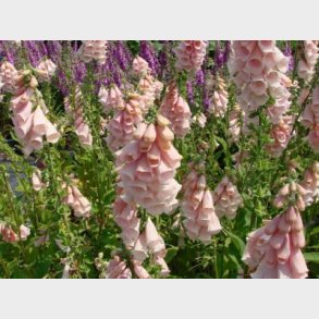 Digitalis purpurea 'Apricot Beauty' - Fingerbl