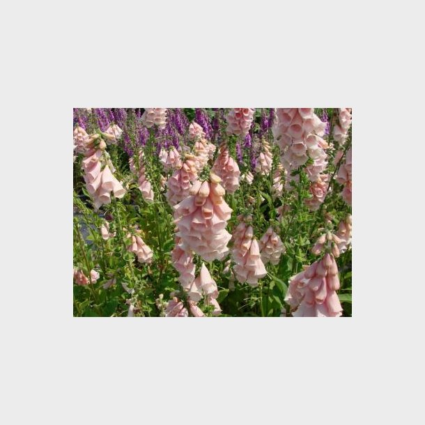 Digitalis purpurea 'Apricot Beauty' - Fingerbl