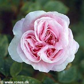 Dronningen af Danmark