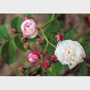 Duchesse de Grammont