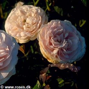 Duchesse de Montebello