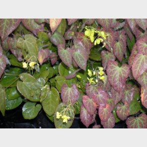 Epimedium perralchicum 'Frohnleiten' - Bispehue