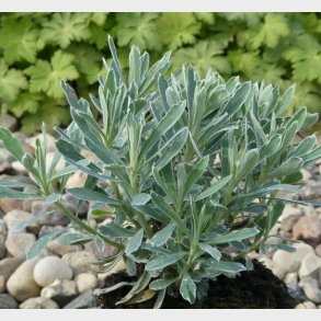 Euphorbia characias 'Silver Edge' - Vortem�lk