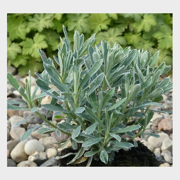 Euphorbia characias 'Silver Edge' - Vortemlk