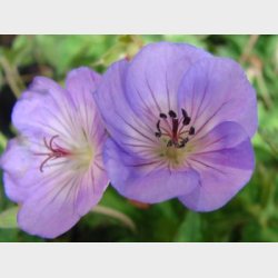 Geranium hybrid 'Azure Rush' - Storken�b
