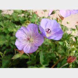 Geranium hybrid 'Azure Rush' - Storken�b