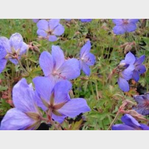 Geranium hybrid 'Johnsons Blue' - Storkenb