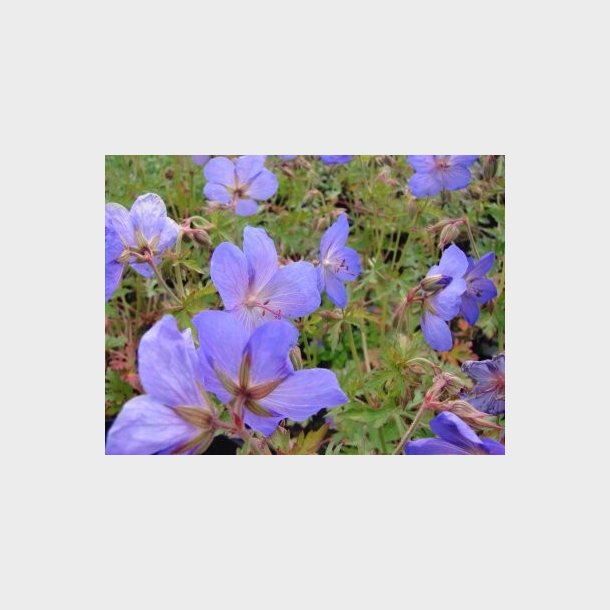 Geranium hybrid 'Johnsons Blue' - Storkenb