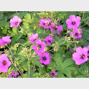 Geranium hybrid 'Patricia' - Storken�b