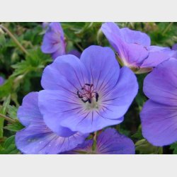 Geranium hybrid 'Rozanne(R)' - Storkenb