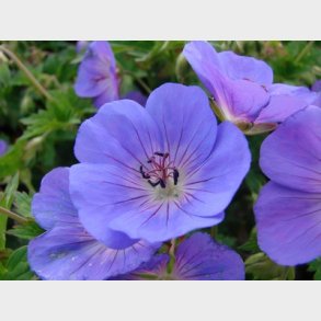 Geranium hybrid 'Rozanne(R)' - Storkenb