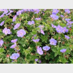 Geranium hybrid 'Rozanne(R)' - Storkenb