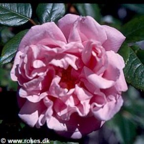 Gerbe Rose