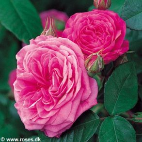 Gertrude Jekyll