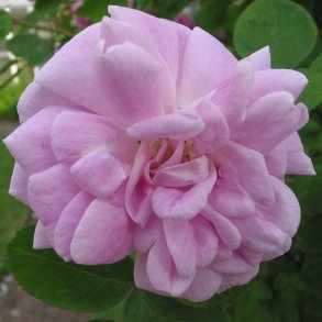 Geschwindts Nordlandsrose