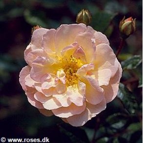 Ghislaine de Feligonde