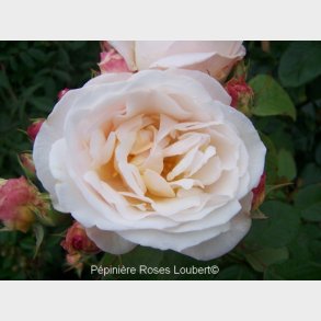 Gruss an Aachen, Clb.