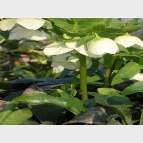Helleborus orientalis 'White Lady' - Julerose