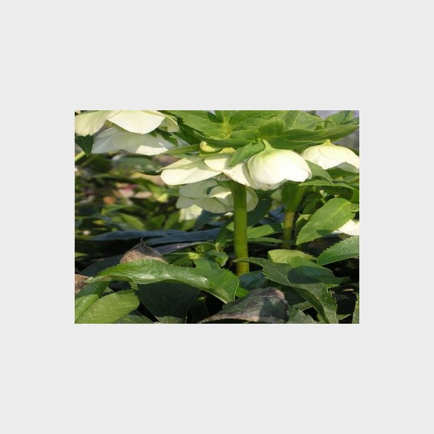 Helleborus orientalis 'White Lady' - Julerose