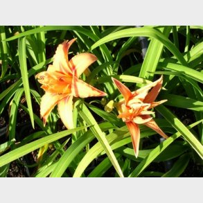 Hemerocallis hybrid 'Apricot Beauty' - Daglilje