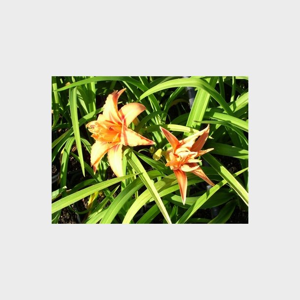 Hemerocallis hybrid 'Apricot Beauty' - Daglilje