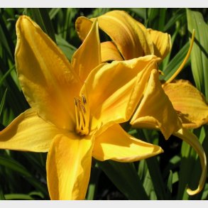 Hemerocallis hybrid 'Chicago Sunrise' - Daglilje