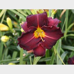 Hemerocallis hybrid 'Ed Murray' - Daglilje
