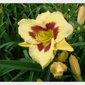 Hemerocallis hybrid 'El Desperado' - Daglilje