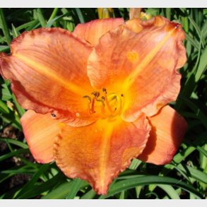 Hemerocallis hybrid 'Mauna Loa' - Daglilje
