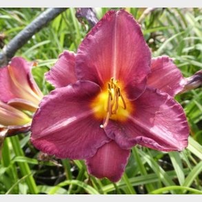 Hemerocallis hybrid 'Olive Bailey Langdon' - Daglilje