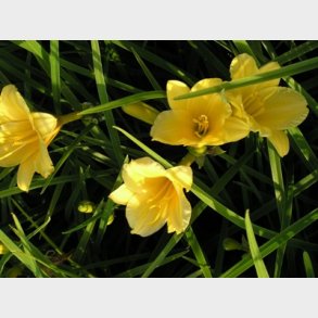 Hemerocallis hybrid 'Stella de Oro' - Daglilje